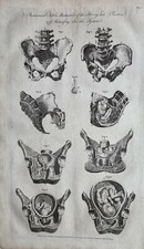 Tavole Anatomiche Illustrative