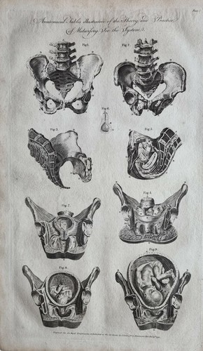 Tavole anatomiche illustrative - tavole,