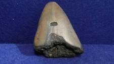 DENTE DI MEGALODONTE  -