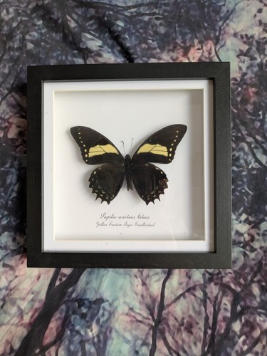 Yellow tiger swallowtail - yellow,
