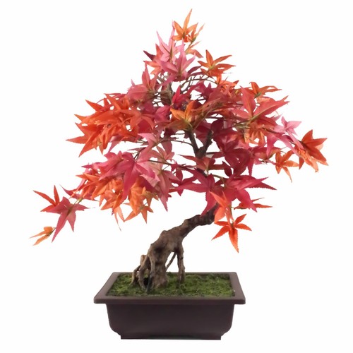 Bonsai acero rosso - bonsai,