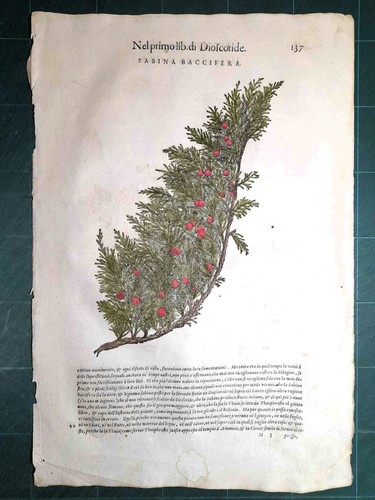 Mattioli matthioli erbario - mattioli,
