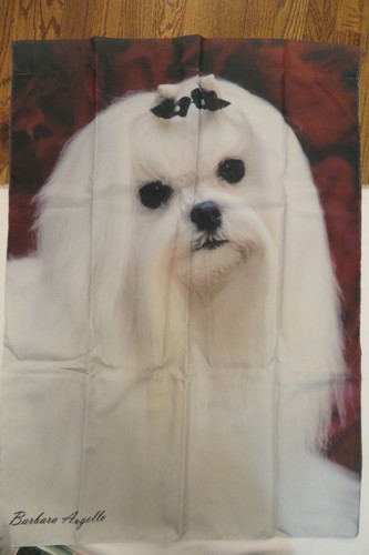 Razza cane maltese gruppo - cane, maltese,