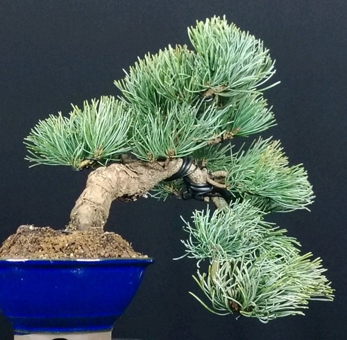 Shohin bonsai pinus parviflora - pinus,
