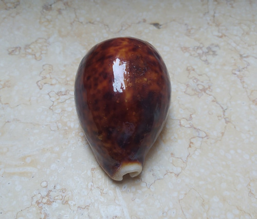 Cypraea pantherina huge - cypraea,