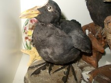 folaga----------Tassidermia -