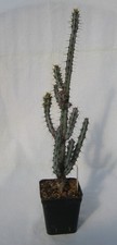 Euphorbia louwii limpopo - euphorbia, louwii,