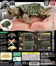 Tartaruga 03 set 2 tipi di