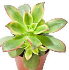 Aeonium Kiwi Ø 8 cm piante