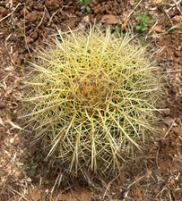 Echinocactus grusonii pianta - -,