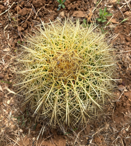 Echinocactus grusonii pianta - grusonii,