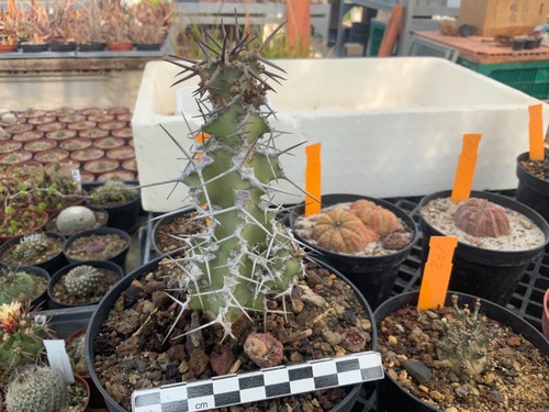 450 euphorbia leontopoda - euphorbia,