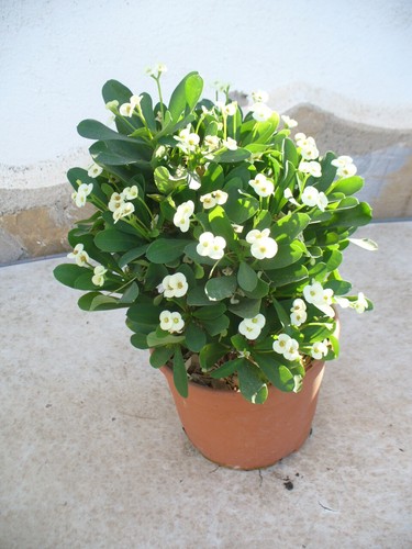 Spina cristo euphorbia - cristo, (euphorbia