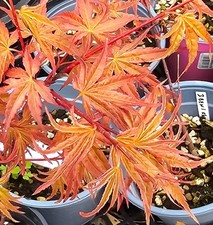 Beni Chidori Acer Palmatum