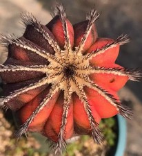 Uebelmannia pectinifera