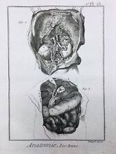 Anatomia Del 1779 Nefrologia