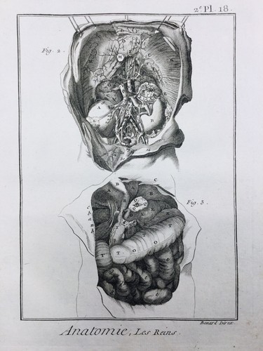 Anatomia del 1779 nefrologia - anatomia,