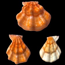 Pectinidae, Swiftopecten swiftii, Hokkaido, Japan, 78,8 mm, RARE COLOR!