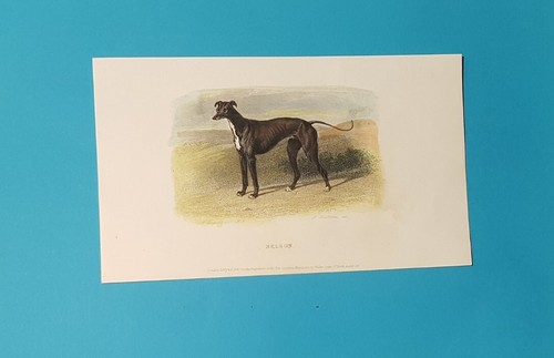 Cani incisione acquarellata - incisione, a