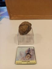 Fossile pleurotoma 200 - pleurotoma,
