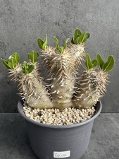 Pachypodium densiflorum -