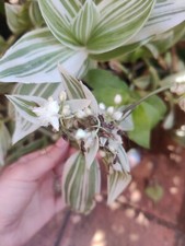  Albiflora Variegata Sport -