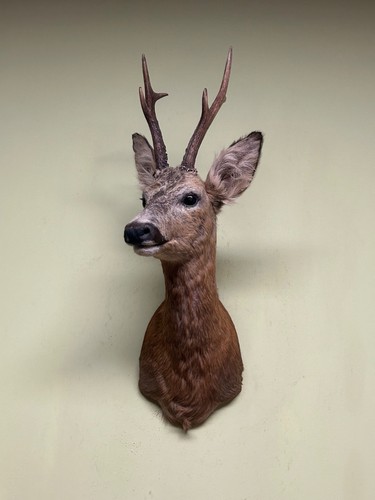 Roe deer shoulder mount - roe,