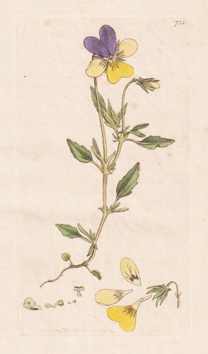 Viola lutea del pensiero - lutea,