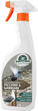 - Spray Disabituante Piccioni