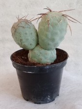 Tephrocactus Geometricus (3