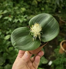 Rara Massonia SP2 - Bulbo