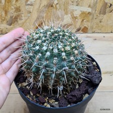 Notocactus submammullosus -
