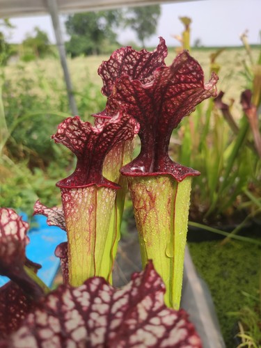 Sarracenia crimson queen - , x