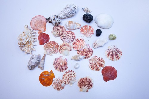 Hawaiian sea shells - hawaiian, mixed