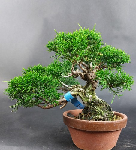 Bonsai ginepro juniperus - bonsai, ginepro,