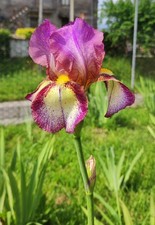 5 rizomi Robusti Iris Germanica Giaggiolo Varietà Rara! Collezione