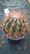 Ferocactus fordii cactus