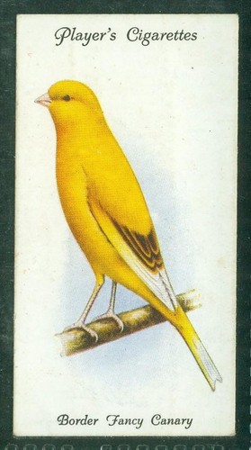 Bird card 007 1933 - bird, card,