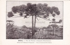 BRASILE - Missione Brasile - Pin du Paraná - Araucaria Brasiliensis - Cartolina