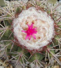 20 Melocactus caesius SEMI CACTUS PIANTE GRASSE FIORI