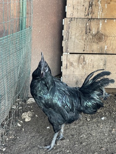 Uova feconde ayam - ayam, cemani