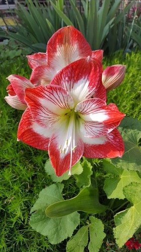 Sale2372 amaryllis candy cane - sale2372,