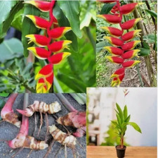 Heliconia rostrata aragosta - 3,