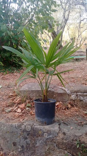 Pianta palma trachycarpus