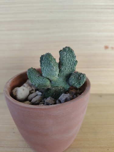 Pseudolithos caput viperae - pseudolithos, caput-viperae