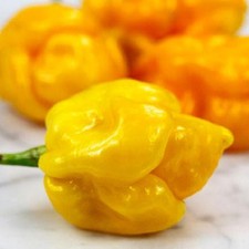 Peperoncino piccante pianta in