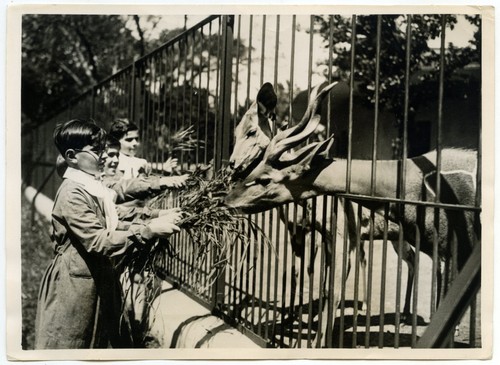 Fascisme romano mussolini - romano,