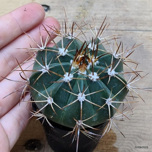Melocactus santiatinensis vaso - santiatinensis,