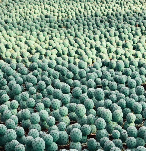 Tephrocactus geometricus - ,