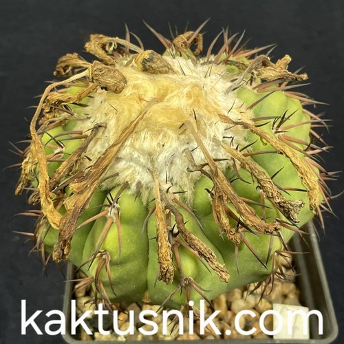 Discocactus latispinus hu146 - discocactus,